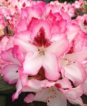 Baumschulen Eilers GbR Bild 5