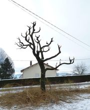 L'Arbre Corrézien image 1