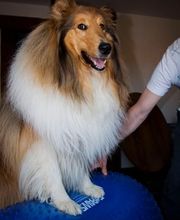 Tierphysio-Praxis Oberland GmbH Bild 11