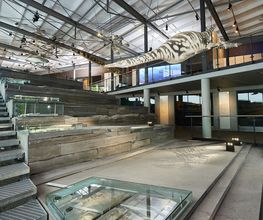 Ein Querschnitt aus den Posidonienschiefern im Urweltmuseum Hauff in Holzmaden zeigt eine einzigartige und vielfältige Sammlung von Fossilien aus dem Jura-Meer, das vor etwa 180 Millionen Jahren existierte.