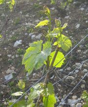 Champagne Laurent Etienne image 1