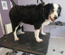 L'Espace Canin image 1