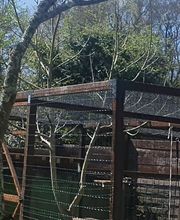 La Forêt des Ronrons image 7