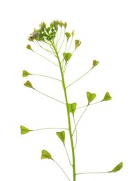 Naturheilkunde, Homöopathie und Bowen Faszientherapie