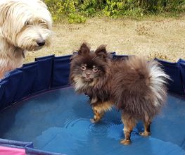 Keep Cool Dog image 12