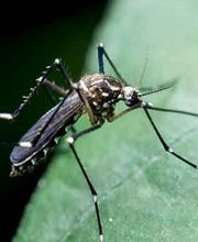 Logicomed Sagl Bild 9