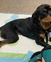 Paumanok Veterinary Hospital image 13