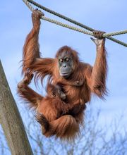 Zoo de La Boissière du Doré image 1