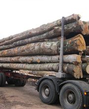 Tree Services Company image 7