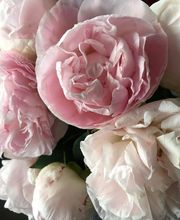 ETAMINE FLEURS image 7