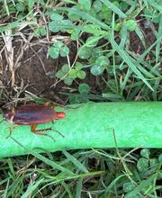 ServGuard Pest Solutions image 20