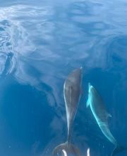 CER ST BARTHELEMY image 14