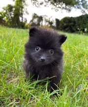 Élevage familial de la Pomaille image 8