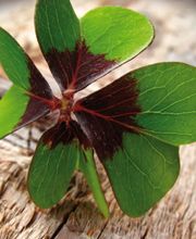 Hotel und Restaurant Köhlerhütte - Fürstenbrunn Bild 5