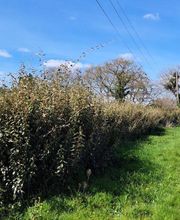 Jlr Elagage Cotes d'Armor image 1