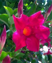 Herrmann Pflanzen GmbH Bild 2