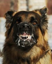 Hundeschule Wauschlau - Problemverhalten	Mit über 30 Jahren Erfahrung löst Hundetrainer Hans Brings von der Hundeschule Wauschlau gemeinsam mit dir nahezu jedes unerwünschte Verhalten deines Hundes – individuell, fundiert und praxisnah.