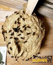 Allô Guêpes 57 image 5