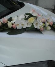 Magnol'Isa image 3