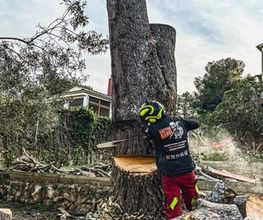Sector Arbol imagen 4