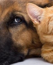 Cabinet Vétérinaire des Sources SA Bild 9