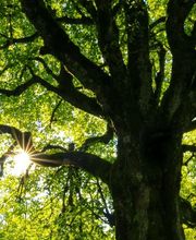 Sève et Vie Sàrl Bild 2