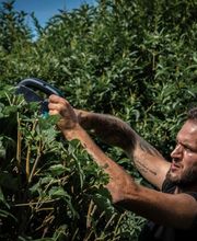 Swiss Green Estate Haljimi Bild 2