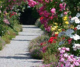 Blumen Pflanzen Baumpflege