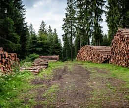 Jackels Kaminholz Bild 2