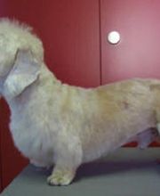 Hundesalon Dany Bild 7