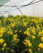 A. Pinto Fleurs Bild 14