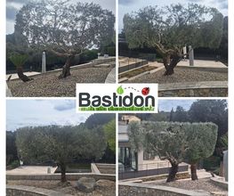Bastidon Jardin image 4