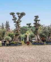 Royal Palm Aix image 6