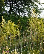 Pflanzencenter Fehr Bild 9