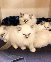 Middendorf Animal Hospital & Laser Centre image 7