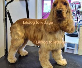 Lili Dog image 8