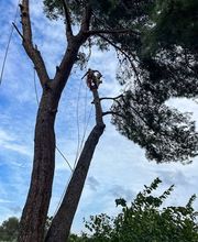 Sector Arbol imagen 3