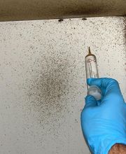 Gothon Dératisation Désinsectisation Désinfection image 5