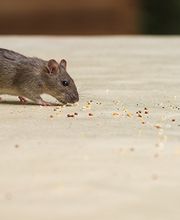 OPC Pest Services - Louisville image 3