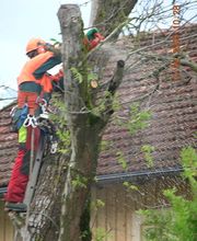 Eggenberger Forst AG Bild 5