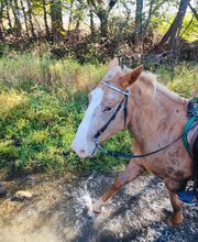 Cerdanya Eqüestre imagen 8