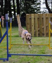RolfsRudel Hundeschule / Rolf Matar Bild 7