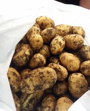 Agrotomato SA Bild 3