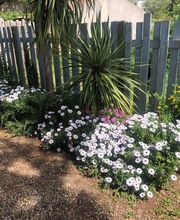 Les Fleurs De Lys image 10