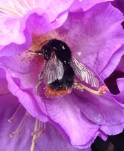 Baumschulen Eilers GbR Bild 3