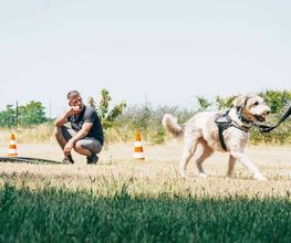 Hundetraining - Der Hundeverhaltenstrainer Bild 1