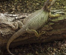 Spaycific'Zoo image 1