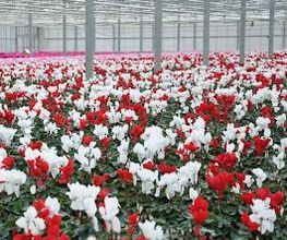 Dechant Gartenbau GmbH & Co. KG Bild 2