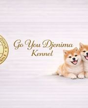 SHIBA INU Elevage  - Go You Djenima since 2007 image 6