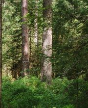 Freie Baumgrabstätten im FriedWald Friedenweiler sind mit einem farbigen Band gekennzeichnet.